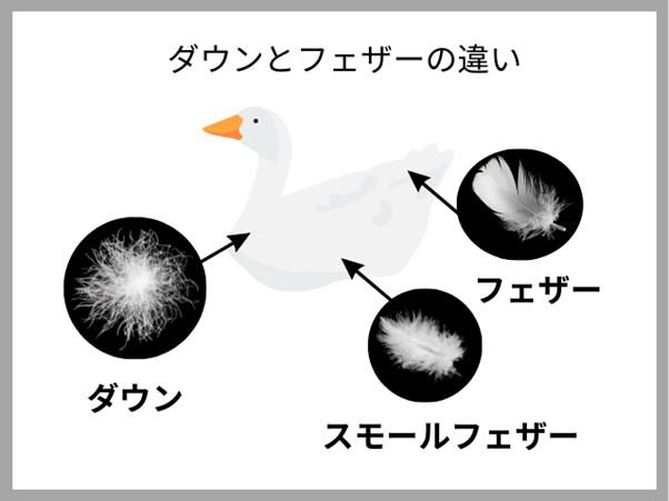 羽毛布団と羽根布団の違いはダウンとフェザーの比率！基準を徹底解説